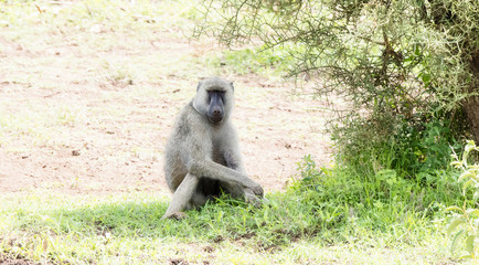Olive Baboon (Papio anubis) Sitting in the Shade on the Serengeti in Northern Tanzania