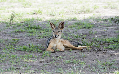 Wild Black-backed Jackal (Canis mesomelas) in the Shade on the Grassy Plains of the Serengeti in Tanzania