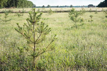 Young pine saplings in field with cloudscape in background