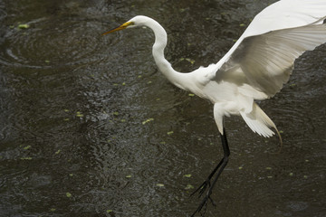 Great egret landing on the water with wings outstretched, Florida.