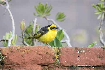 Baglafecht Weaver (Ploceus baglafecht) Perched on a Wall in Northern Tanzania