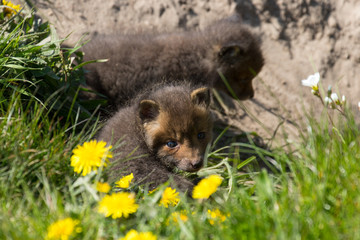 Baby fox in the green grass