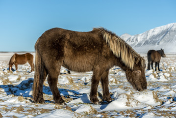 Icelandic ponies