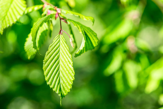 beech leaves in spring - outdoor activity and spring season