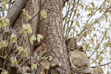 Gray squirrel sitting in hollow of tree guarding it's nest