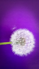 Dandelion on violet background