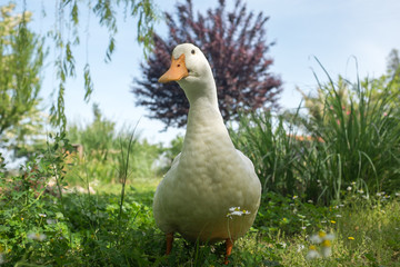 Duck similar to peacock