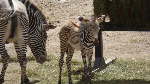 Zebra