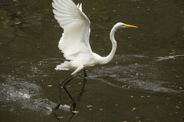 Great egret flying low while dragging its feet, Florida Everglades.