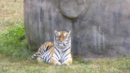 Amurtiger