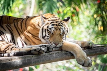 A beautiful young striped tiger is sleeping. Close-up. Horizontal frame