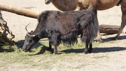 Yak © msurkamp