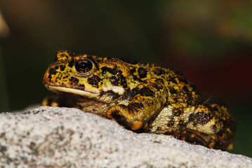 Toad on Rock