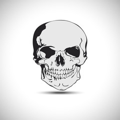 Skull vector illustration