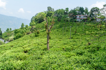 Tea garden