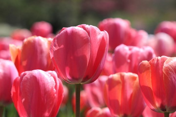 Beautiful tulips in the garden