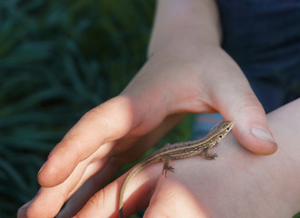 kid hand holding a brown lizard