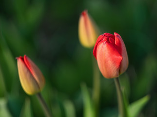 fragile beauty of red tulip flower