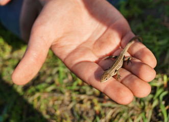 kid holding a brown lizard