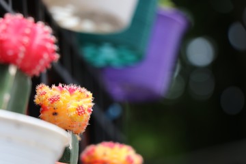 Beautiful Cactus  in flower pot at  tree market 