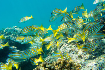 School of fish on a reef 
