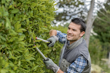 Man trimming side of hedge with shears - obrazy, fototapety, plakaty