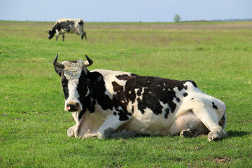 black and white cows lying on the grass