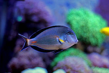 Fototapeta na wymiar Sohal - the majestic surgeon fish