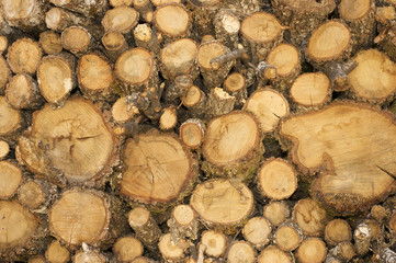 Chopped wood stumps