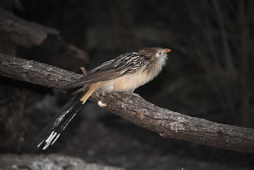Oiseau