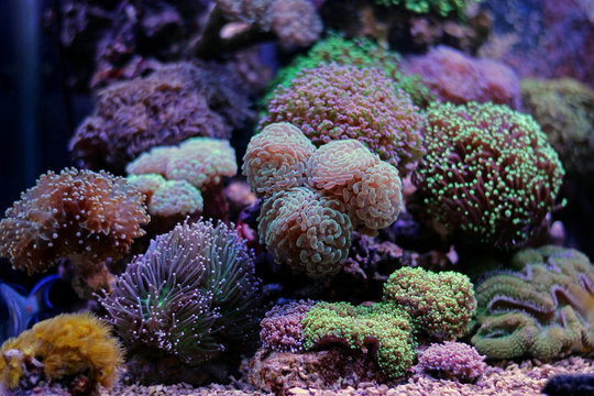 Euphyllia lps garden corals
