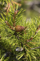 Serotous pine cone on Lodgepole pine