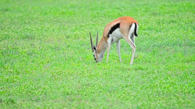 Thompson gazelle or grazing in savannah