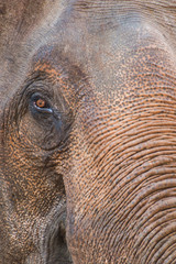 Fototapeta premium Close up of an Thai elephant