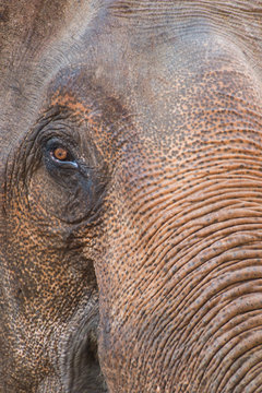 Close up of an Thai elephant