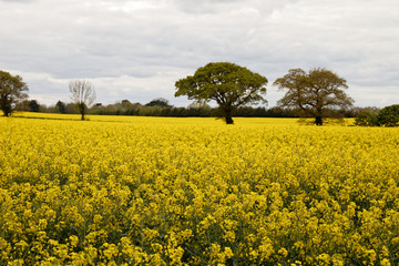 Yellow rape on field. Horizontal line of plants and trees on cloudy sky. Rural landscape...