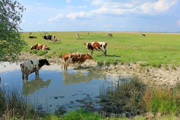 Cows on a watering place
