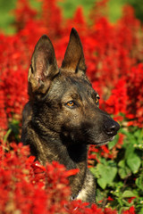 Portrait of Italian wolf dog