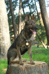 Portrait of Italian wolf dog