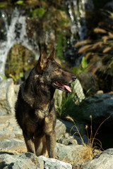 Naklejka premium Portrait of Italian wolf dog