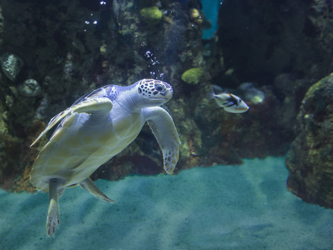 Underwater shot of green sea turtle