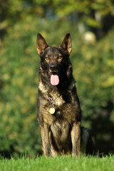 Portrait of Italian wolf dog