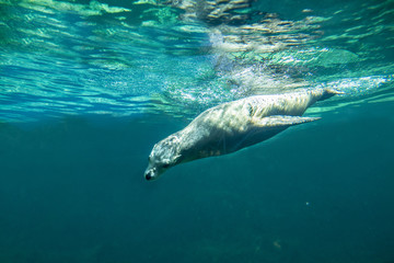 Naklejka premium Californian sea lion (Zalophus californianus) swimming underwater