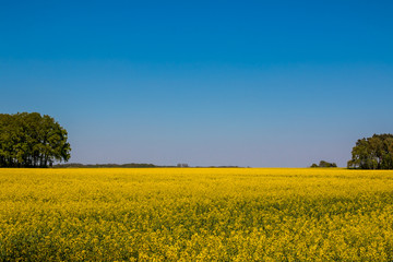 Obraz premium landscape in spring in germany 