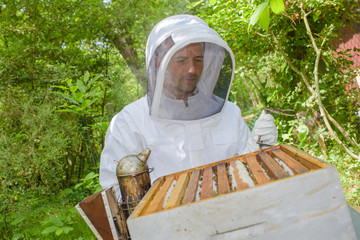 beekeeper checking the harvest