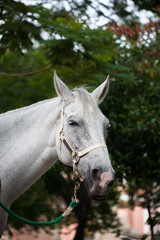 Obraz premium White Horse