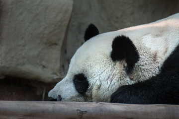 sleeping panda