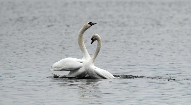 Pair of Mute Swans performing the mating dance on the River Danube at Zemun in the Belgrade, Serbia.