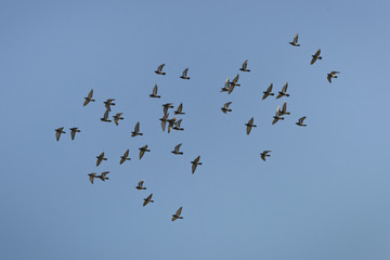 Seagulls flying high