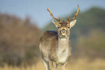 Fallow deer Dama Dama stag grazing in a meadow.